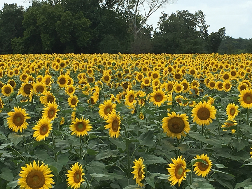 debbie harris sunflower field autaugaville July 2019 (9)small